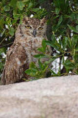 Spotted eagle-owl Serengeti National Park Tanzania Africa