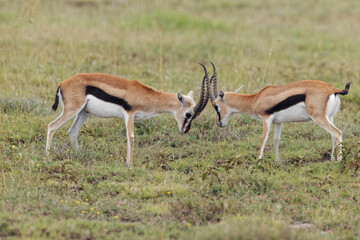 Naklejka na ściany i meble Male Thomson's gazelles sparring for female Serengeti National Park Tanzania Africa