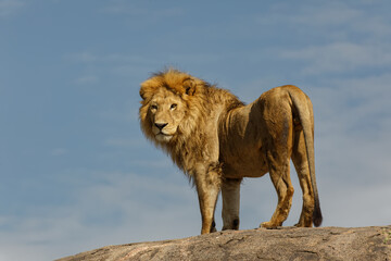 Obraz na płótnie Canvas Adult male lion on top of kopje Serengeti National Park Tanzania Africa