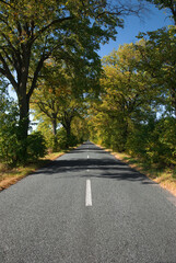 Empty countryside road with autumn trees