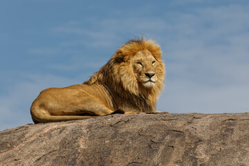 Obraz premium Adult male lion on top of kopje Serengeti National Park Tanzania Africa