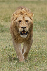Obraz na płótnie Canvas Adult male lion Serengeti National Park Tanzania Africa