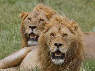 Fototapeta na wymiar Adult male lions resting on savanna Serengeti National Park Tanzania Africa