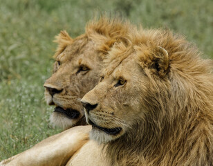 Obraz na płótnie Canvas Adult male lions resting on savanna Serengeti National Park Tanzania Africa