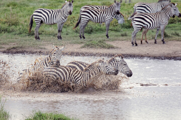 Fototapeta na wymiar Large herd of Burchell's zebras running through watering hole Serengeti National Park Tanzania Africa