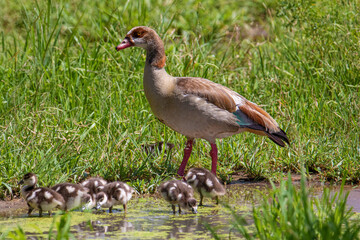 Africa Tanzania Ngorongoro Crater Egyptian Goose and goslings