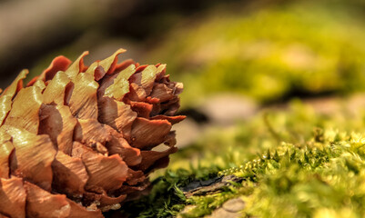 pine cone on the moss in the forest