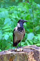 crow in the forest on a stump found a tree mushroom