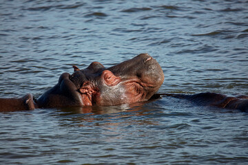 Hippopotamus (Hippopotamus amphibius) Zambezi River near Victoria Falls Zimbabwe Africa