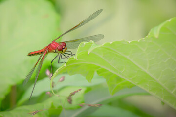 brown dragonfly with transparent wings sits on a green leaf in the forest