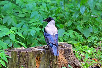 crow in the forest on a stump found a tree mushroom