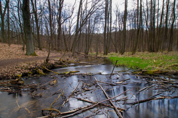 river in a forest in Brandenburg, Germany 