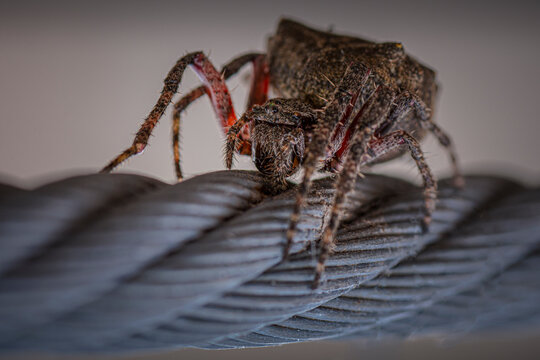 Little spider common in Argentina and America standing in a steel rope. Scientific name: Parawixia sp. - macro photography