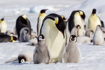 Foto op Aluminium Antarctica Snow Hill. Emperor penguin chicks stand near an adult in the hopes of being fed. © Danita Delimont