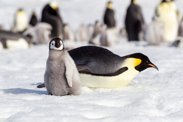 Antarctica Snow Hill. An emperor penguin adult lies on the snow to help keep it cool while a chick stands nearby.