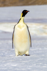 Fototapeta premium Antarctica Snow Hill. Portrait of an emperor penguin adult standing by itself.
