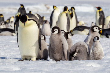 Antarctica Snow Hill. A group of emperor penguin chicks huddle near and adult perhaps hoping to be fed.