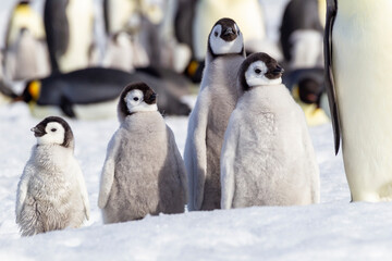 Antarctica Snow Hill. A group of emperor penguin chicks huddle together which emphasizes the differences in size.