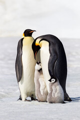 Fototapeta na wymiar Antarctica Snow Hill. Two adults stand next to their chick while a smaller chick stands nearby.