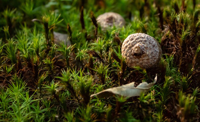 Obraz premium acorn on moss