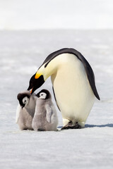 Fototapeta na wymiar Antarctica Snow Hill. Two small chicks stand near an adult that pecks at one that is not his.