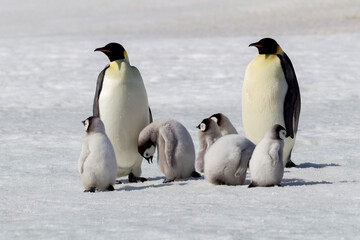 Fototapeta na wymiar Antarctica Snow Hill. A group of chicks huddle near two adults hoping to get fed.