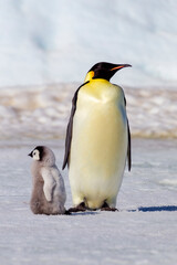 Antarctica Snow Hill. A very small chick stands next to an adult.