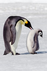 Naklejka na ściany i meble Antarctica Snow Hill. A chick standing next to its parent vocalizing and interacting.