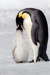 Fototapeta na wymiar Antarctica Snow Hill. A chick is fed by its parent.