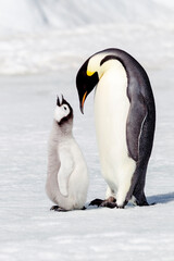 Fototapeta na wymiar Antarctica Snow Hill. A chick standing next to its parent vocalizing and interacting.