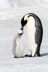 Fototapeta na wymiar Antarctica Snow Hill. A chick standing next to its parent vocalizing and interacting.