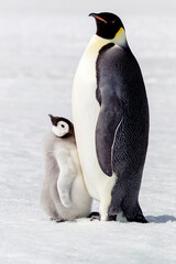 Obraz premium Antarctica Snow Hill. Portrait of an adult with its chick.