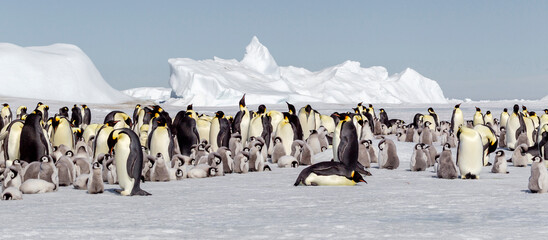 Antarctica Snow Hill. View of the emperor penguin rookery against the icebergs caught in the pack...