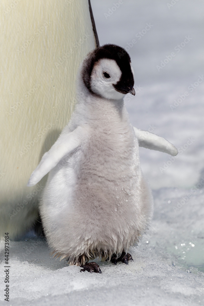 Poster Antarctica Snow Hill. Portrait of an emperor penguin chick with wet feet.