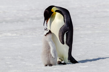 Antarctica Snow Hill. An emperor penguin chick is tended to by its parent. © Danita Delimont
