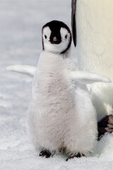 Antarctica Snow Hill. Portrait of an emperor penguin chick flapping its wings.
