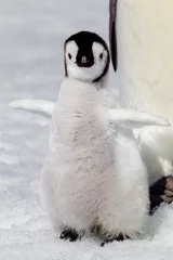 Foto op Plexiglas Antarctica Snow Hill. Portrait of an emperor penguin chick flapping its wings. © Danita Delimont