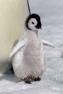 Antarctica Snow Hill. Portrait Of An Emperor Penguin Chick With Wet Feet.