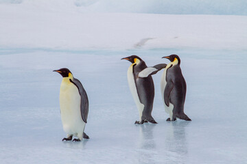 Fototapeta na wymiar Antarctica Snow Hill. A group of emperor penguins walk across the ice on the way to the sea.