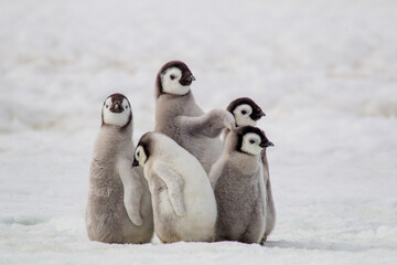 Antarctica Snow Hill. A group of emperor penguin chicks move from one area of the rookery to...