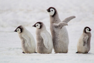 Antarctica Snow Hill. A group of emperor penguin chicks move from one area of the rookery to...