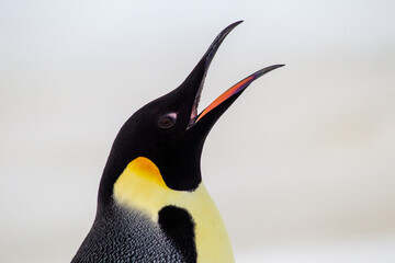 Antarctica Snow Hill. Headshot of an emperor penguin adult vocalizing and showing the beautiful yellow coloration of its feathers.