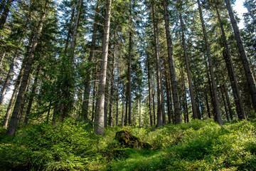 Fototapeta premium The Jizera Forest