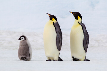 Fototapeta na wymiar Antarctica Snow Hill. Two adult emperor penguins stand by their chick.