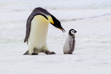 Fototapeta na wymiar Antarctica Snow Hill. An adult pecks at a chick that is not its own.