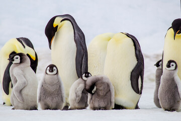Antarctica Snow Hill. Chicks stand near the adults in the colony.