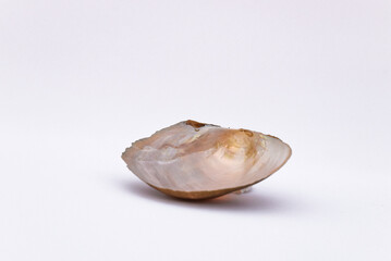Composition of exotic sea shells and on a white background, top view. sea shells isolated on a white background. Flat lay, Seashells on a white background, A place for copying and writing.