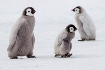 Fototapeta na wymiar Antarctica Snow Hill. Chicks walk back and forth through the colony looking for their parents.