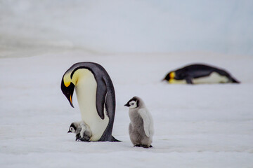 Antarctica Snow Hill. A very small chick rides on its parent's feet as an older chick follows. © Danita Delimont