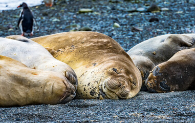 Southern Elephant Seals Yankee Harbor Greenwich Island Antarctica.